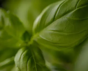 Easy Pesto Sauce Recipe: Lip Smacking Good!