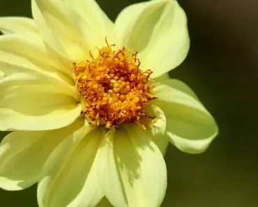 Dahlia Fertilizer Decoded: 7 Secrets to Feed for Giant Blooms