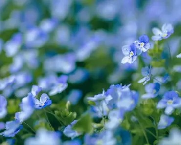 Simple Steps to Plant and Grow Veronica