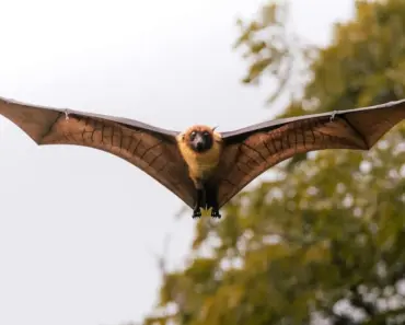 Bats in Your Garden After Dark? 7 Pest Pro Secrets