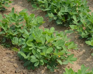 7 Secrets to Plant & Grow Perfect Peanuts