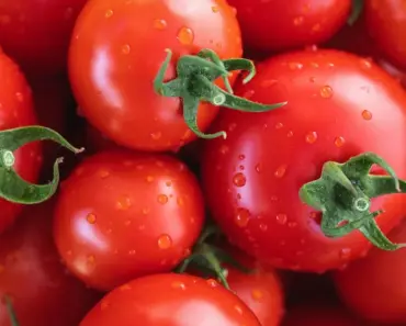 7 Ways to Grow Tomatoes: Direct vs. Indirect Sun