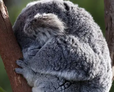 5 Secrets to Grow Eucalyptus at Home