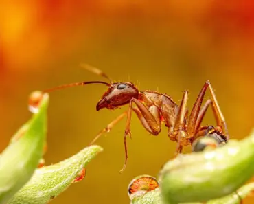 7 Ways Diatomaceous Earth Kills Ants (Experts Agree!)