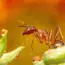 7 Ways Diatomaceous Earth Kills Ants (Experts Agree!)