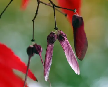 5 Simple Steps to Plant & Grow a Maple
