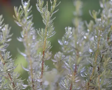 7 Ways to Propagate Rosemary in Soil or Water
