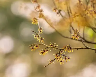 5 Secrets to Planting & Growing Witch Hazel