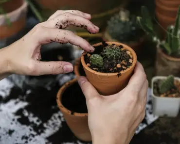 5 Simple Steps to Plant and Grow Thyme