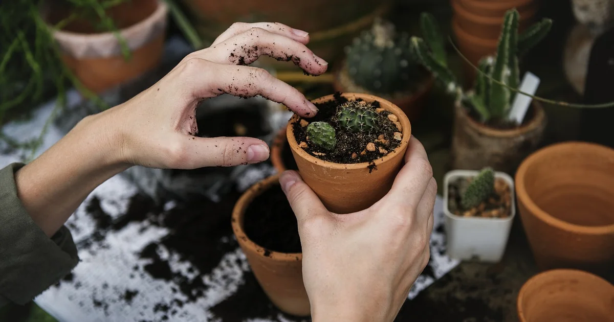 5 Simple Steps to Plant and Grow Thyme planting and growingplant and