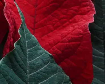 5 Tips to Make Poinsettias Last Longer