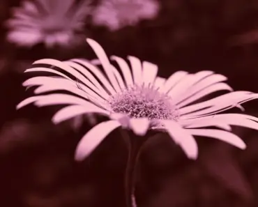 7 Easy Perennials You’ll Want to Plant in June for Nonstop Color