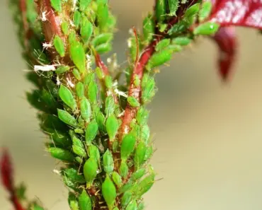 7 Plants That Keep Aphids Away All Summer Long