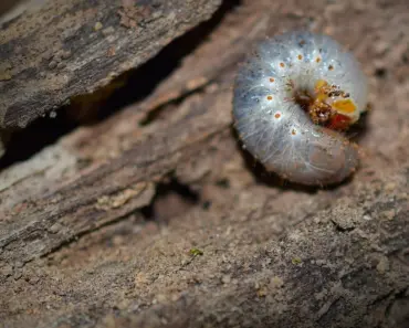 Experts Say: 5 Ways to Stop Lawn Grubs From Destroying Grass