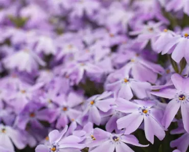7 Best Groundcovers to Prevent Weeds Popping Up!