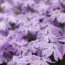 7 Best Groundcovers to Prevent Weeds Popping Up!
