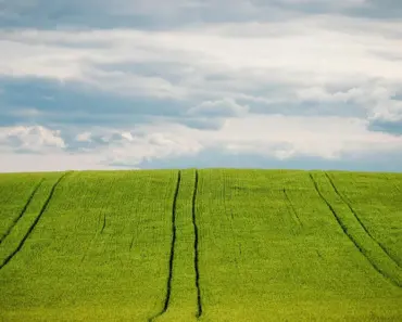7 Ancient Grain Plants That Add Color to Borders