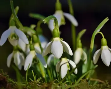 5 Pro Tips to Plant & Grow Japanese Snowbell