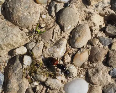 5 Tips for Identifying and Controlling Winged Carpenter Ants