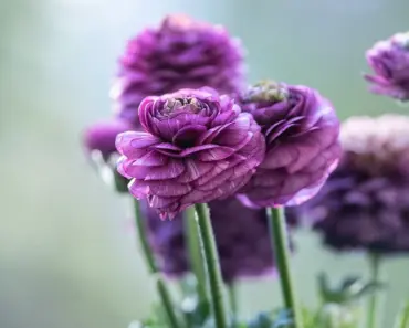 7 Easy Steps to Grow & Care for Ranunculus