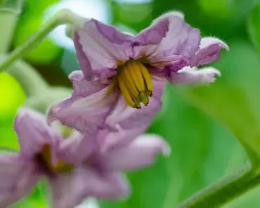 7 Simple Steps to Plant and Grow Violet Flowers