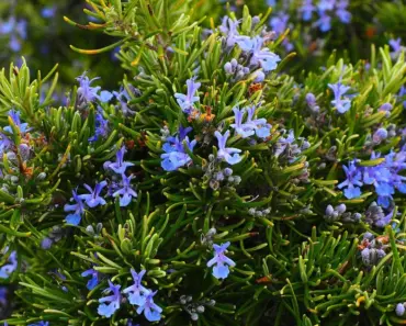 7 Fragrant Plants to Choose by Time of Day