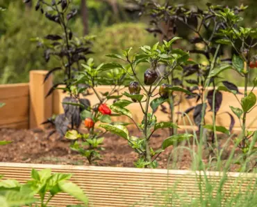 5 Most Common Raised Bed Mistakes & How to Fix