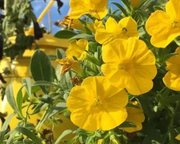 5 Reasons Your Old Colander Might Be Best Hanging Basket