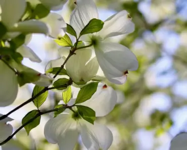 5 Simple Steps to Plant & Grow a Dogwood Tree