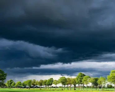 7 Tough Trees That Handle Any Weather
