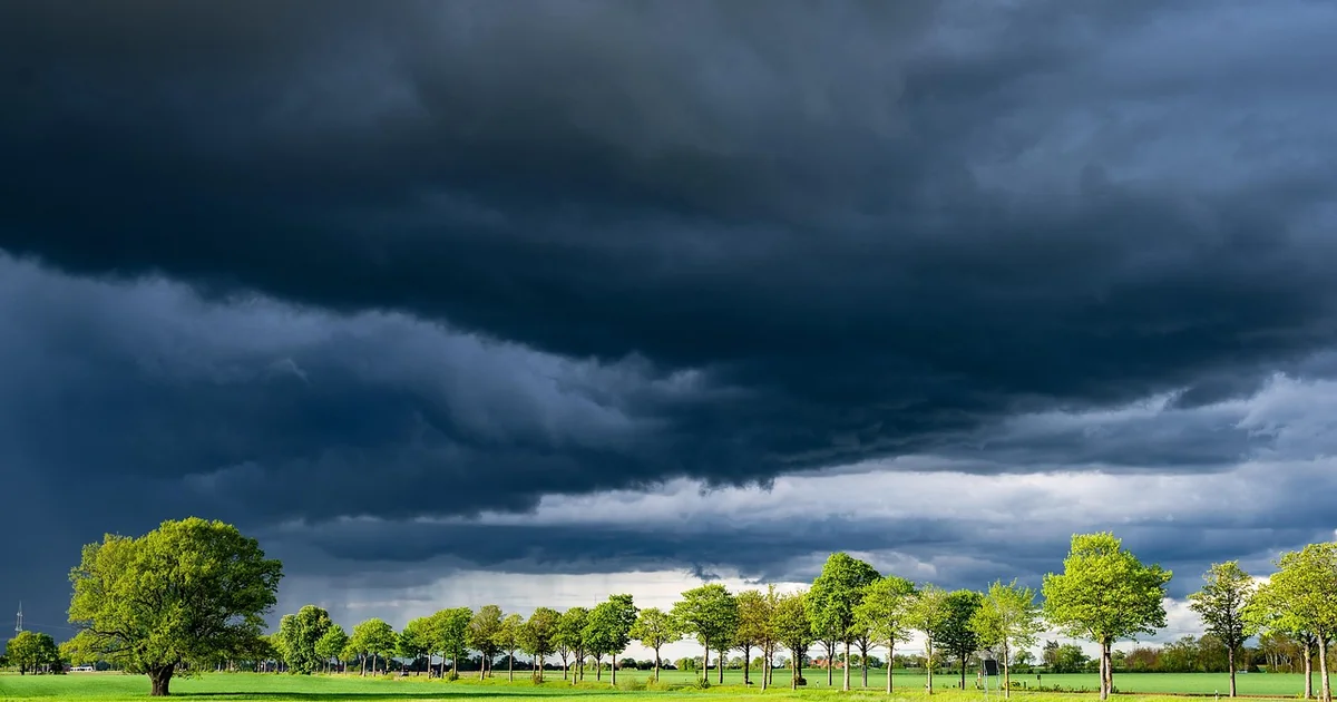 7 Tough Trees That Handle Any Weather tough trees for weather
