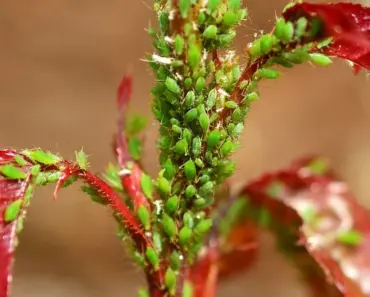 7 Plants That Keep Aphids Away, Garden Pros Say