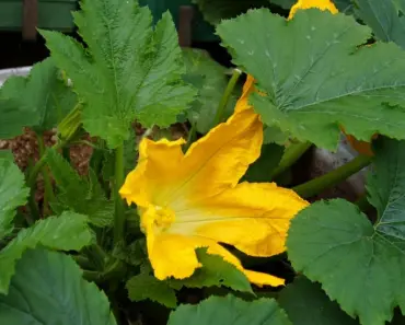 7 Reasons Young Zucchini Plant Has Yellow Leaves & Fixes