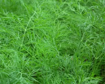 5 Secrets to Harvest Dill for Flavorful Leaves & Flowers