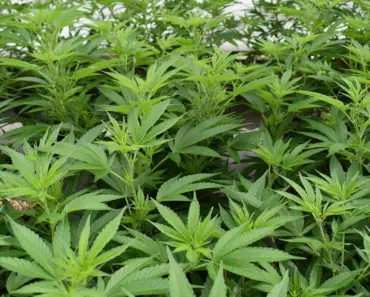 7 Reasons to Grow Herbs in Pots (vs. Ground)