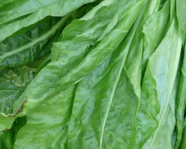 7 Tips to Plant and Grow Malabar Spinach