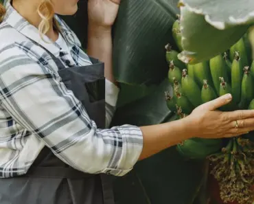 Banana Shrub: 5 Expert Plant & Grow Tips