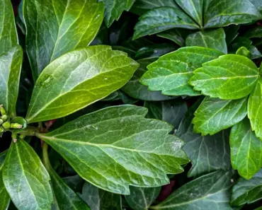 5 Easy Ways to Plant and Grow Pachysandra