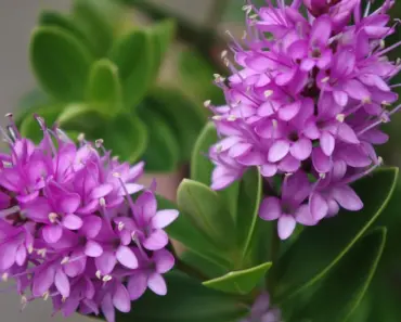 7 Expert Tips to Plant and Grow Hebe 7 Expert Tips to Plant and Grow Hebe