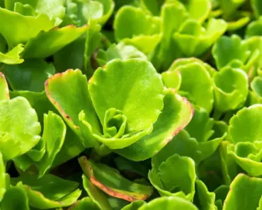 11 Sedum Stonecrop Varieties for Ground Cover
