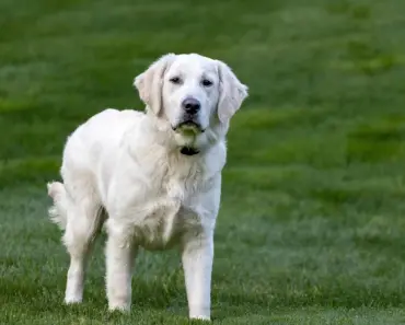 7 Ways to Start a Pet-Friendly Garden Without Sacrificing Beauty