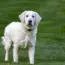 7 Ways to Start a Pet-Friendly Garden Without Sacrificing Beauty