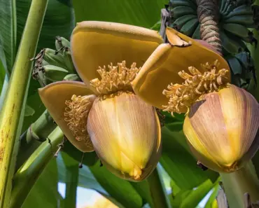 7 Ways Banana Blossoms Are Taking Over Seafood