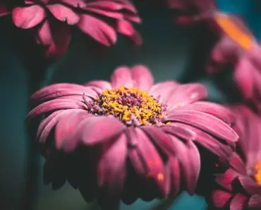 5 Easy Ways to Plant & Grow Painted Daisies