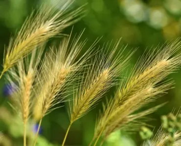 5 Secrets to Plant & Grow Foxtail Palm