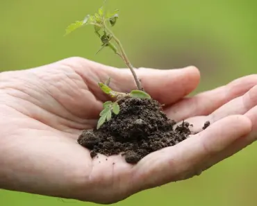 7 Ways to Ensure a Continuous Harvest with Succession Planting