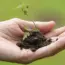 7 Ways to Ensure a Continuous Harvest with Succession Planting