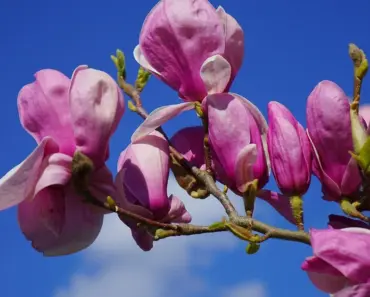 7 May Magnolia Care Tasks to Boost Blooms