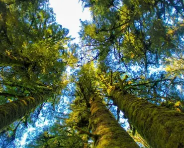 7 Expert Tips to Plant & Grow Dawn Redwood