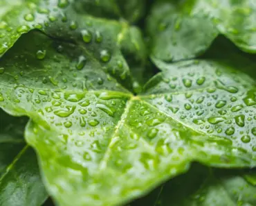 The Spruce’s Top 7 Rain Gauges We Tested
